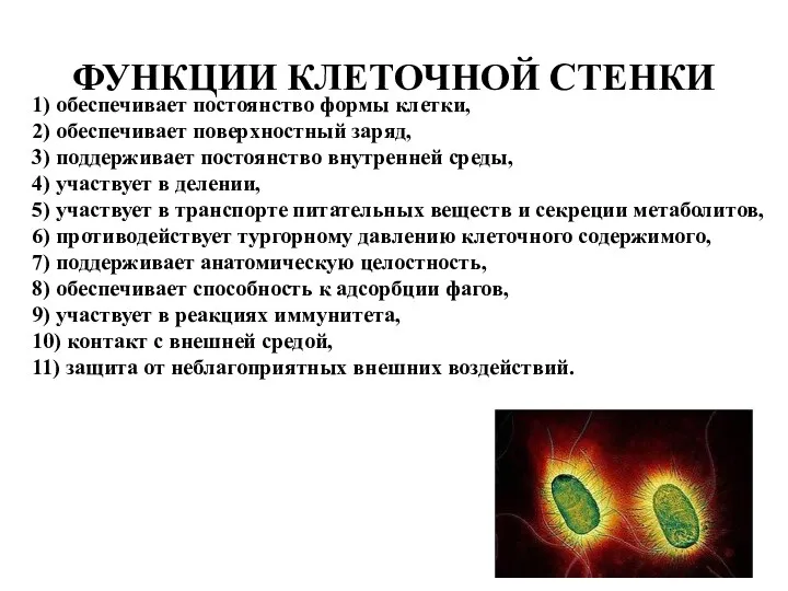 ФУНКЦИИ КЛЕТОЧНОЙ СТЕНКИ 1) обеспечивает постоянство формы клетки, 2) обеспечивает