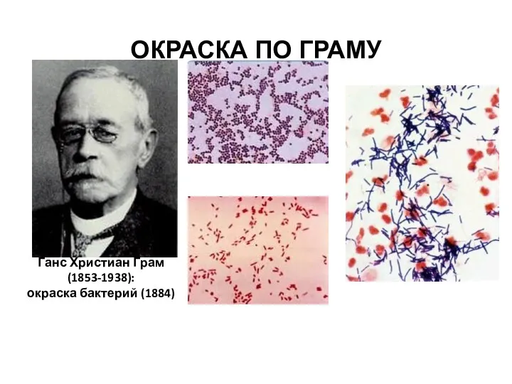 ОКРАСКА ПО ГРАМУ Ганс Христиан Грам (1853-1938): окраска бактерий (1884)