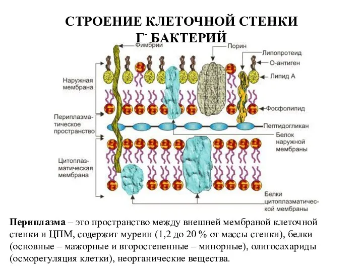 СТРОЕНИЕ КЛЕТОЧНОЙ СТЕНКИ Г- БАКТЕРИЙ Периплазма – это пространство между