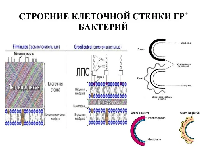 СТРОЕНИЕ КЛЕТОЧНОЙ СТЕНКИ ГР+ БАКТЕРИЙ