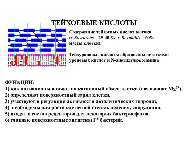 ТЕЙХОЕВЫЕ КИСЛОТЫ Содержание тейхоевых кислот высоко (у St. аureus –