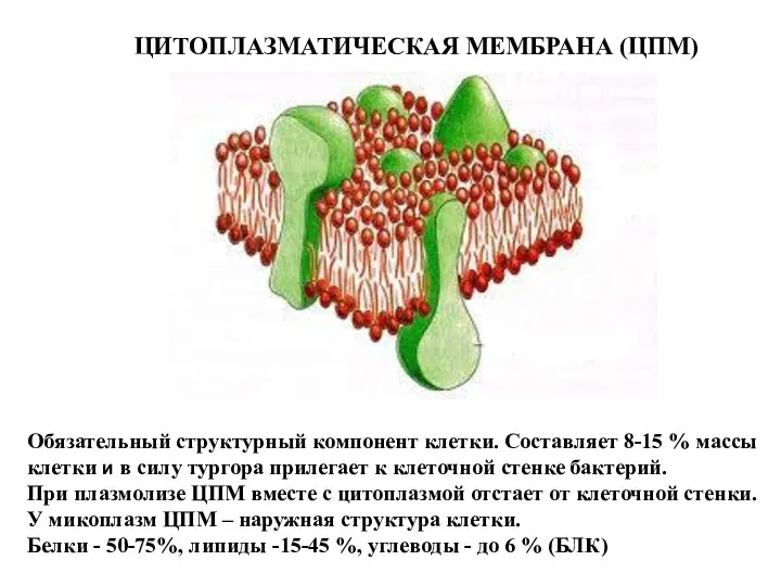 ЦИТОПЛАЗМАТИЧЕСКАЯ МЕМБРАНА (ЦПМ) Обязательный структурный компонент клетки. Составляет 8-15 %