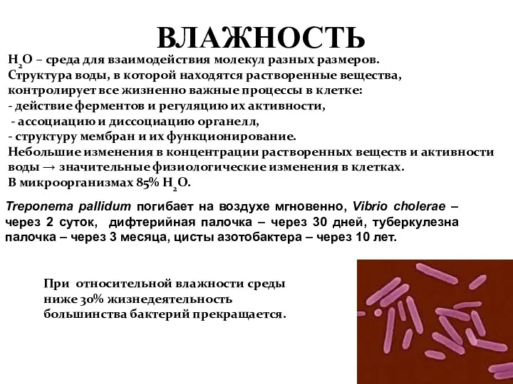 ВЛАЖНОСТЬ Н2О – среда для взаимодействия молекул разных размеров. Структура