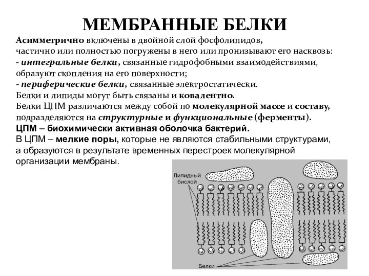 МЕМБРАННЫЕ БЕЛКИ Асимметрично включены в двойной слой фосфолипидов, частично или