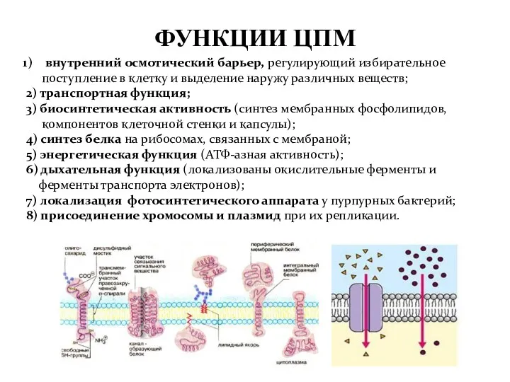 ФУНКЦИИ ЦПМ внутренний осмотический барьер, регулирующий избирательное поступление в клетку