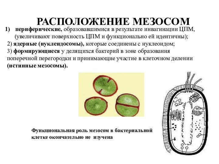 РАСПОЛОЖЕНИЕ МЕЗОСОМ периферические, образовавшимися в результате инвагинации ЦПМ, (увеличивают поверхность