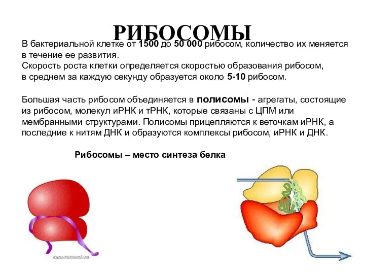 РИБОСОМЫ В бактериальной клетке от 1500 до 50 000 рибосом,