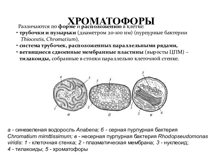 ХРОМАТОФОРЫ Различаются по форме и расположению в клетке: трубочки и