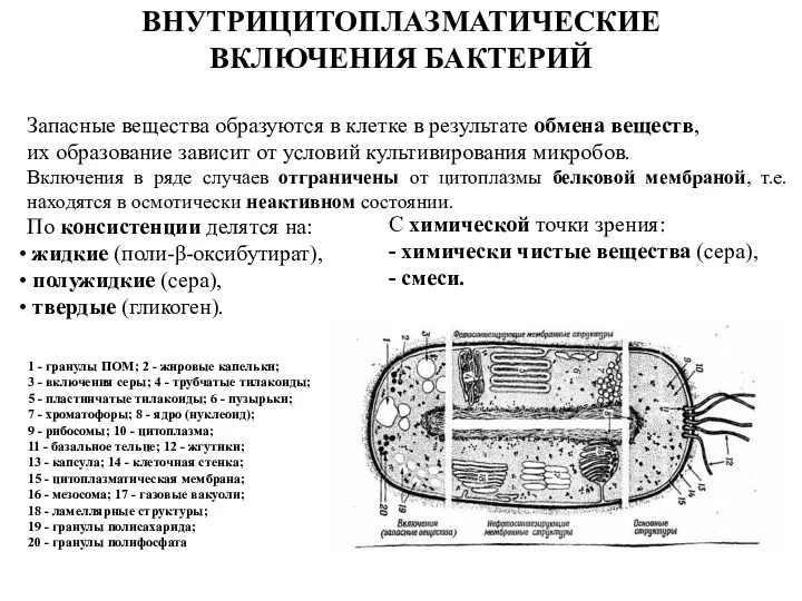 ВНУТРИЦИТОПЛАЗМАТИЧЕСКИЕ ВКЛЮЧЕНИЯ БАКТЕРИЙ Запасные вещества образуются в клетке в результате