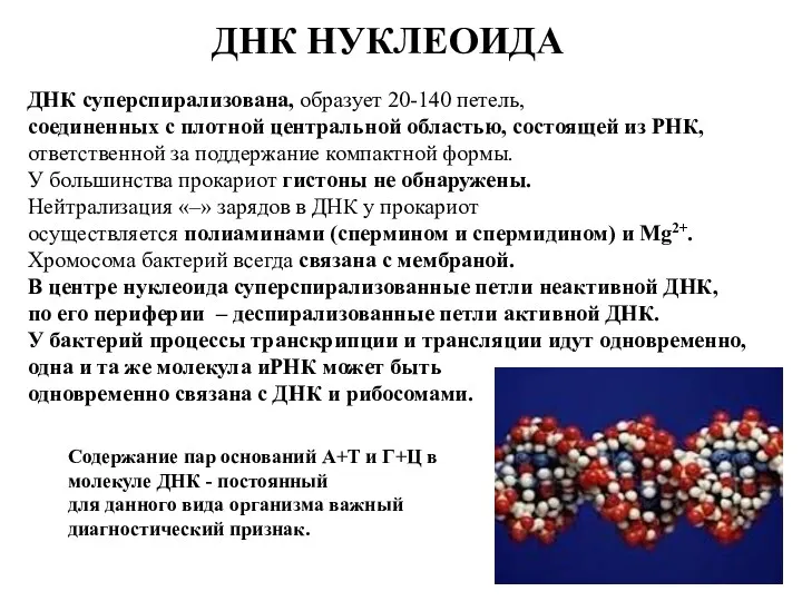 ДНК НУКЛЕОИДА ДНК суперспирализована, образует 20-140 петель, соединенных с плотной