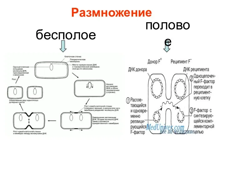 Размножение бесполое половое