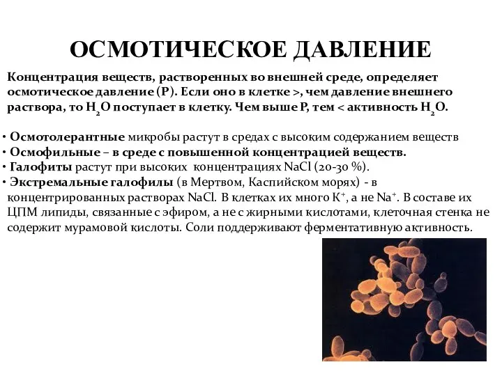 ОСМОТИЧЕСКОЕ ДАВЛЕНИЕ Концентрация веществ, растворенных во внешней среде, определяет осмотическое