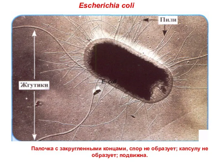 Палочка с закругленными концами, спор не образует; капсулу не образует; подвижна. E. сoli Escherichia сoli