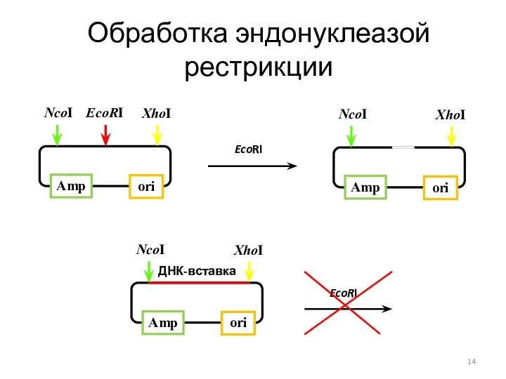 Обработка эндонуклеазой рестрикции