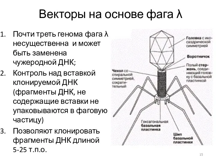 Векторы на основе фага λ Почти треть генома фага λ