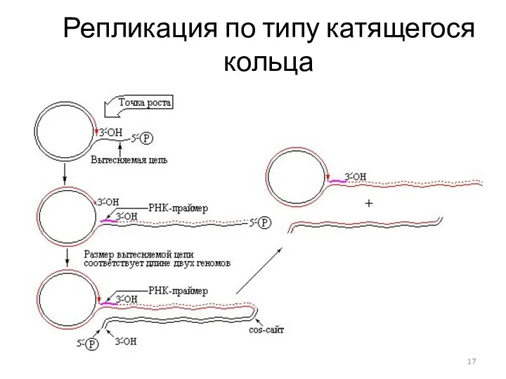 Репликация по типу катящегося кольца