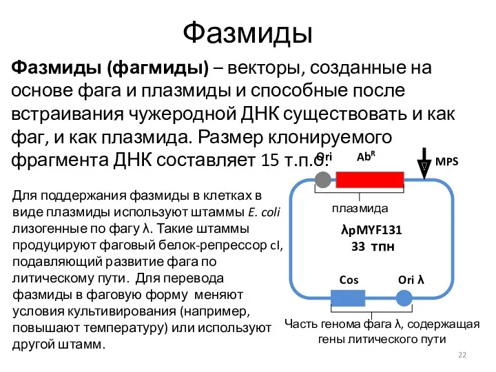 Фазмиды Фазмиды (фагмиды) – векторы, созданные на основе фага и