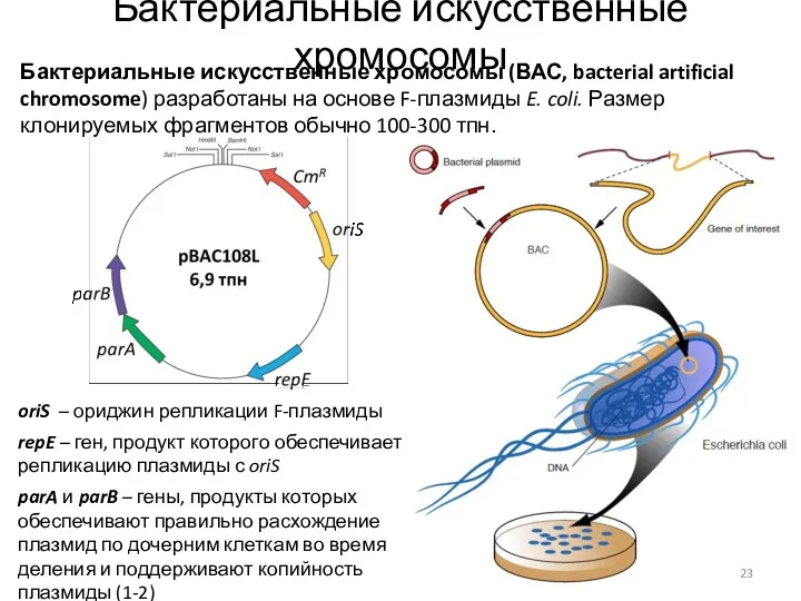 Бактериальные искусственные хромосомы Бактериальные искусственные хромосомы (ВАС, bacterial artificial chromosome)