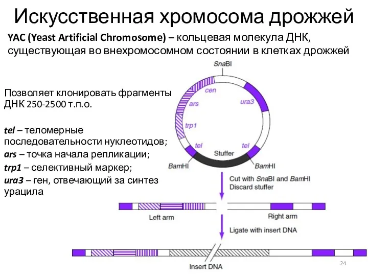 Искусственная хромосома дрожжей Позволяет клонировать фрагменты ДНК 250-2500 т.п.о. tel