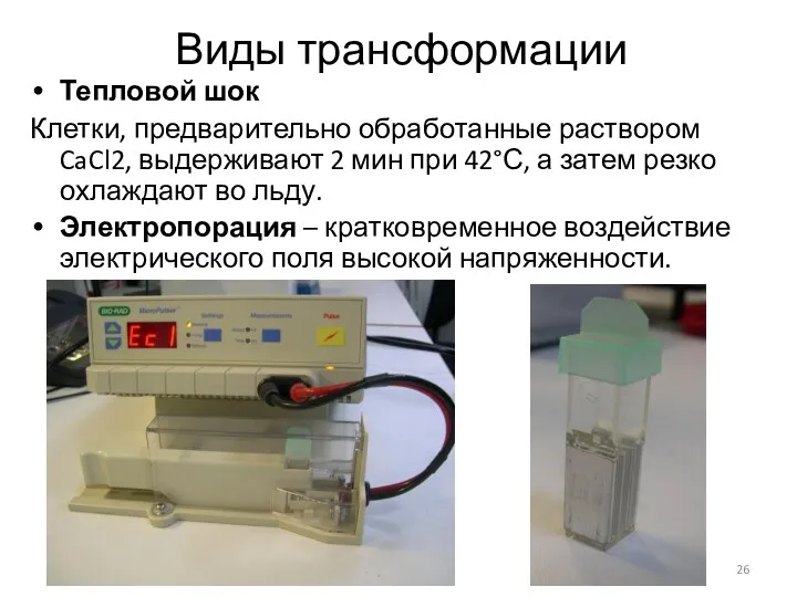 Виды трансформации Тепловой шок Клетки, предварительно обработанные раствором CaCl2, выдерживают