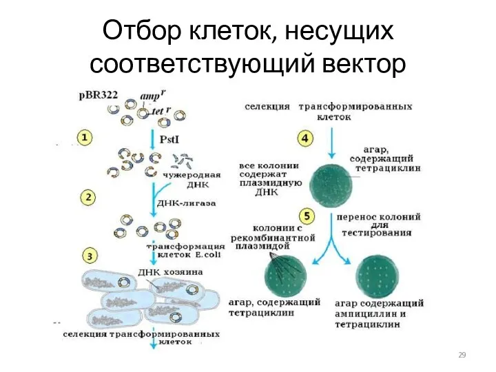 Отбор клеток, несущих соответствующий вектор