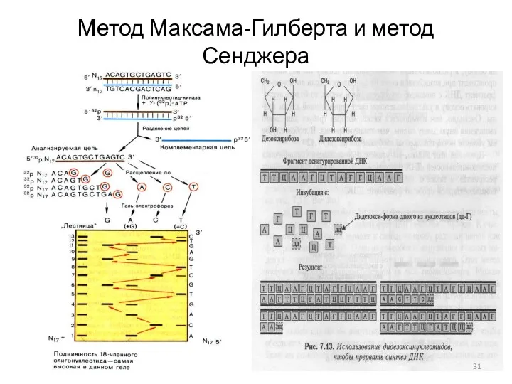 Метод Максама-Гилберта и метод Сенджера