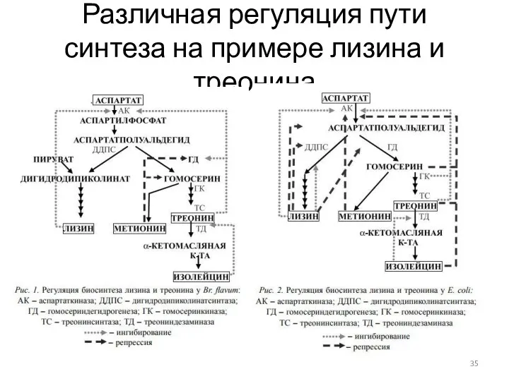 Различная регуляция пути синтеза на примере лизина и треонина