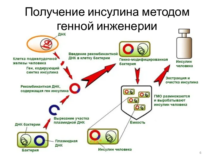 Получение инсулина методом генной инженерии