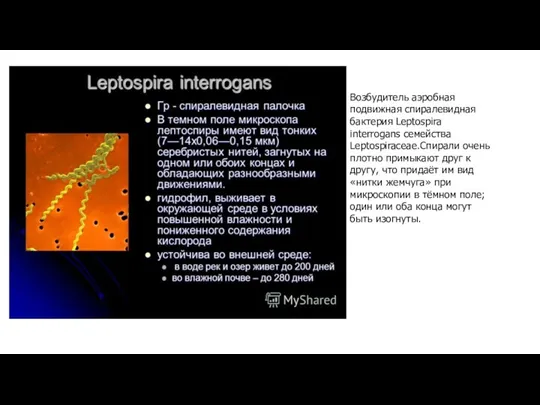 Возбудитель аэробная подвижная спиралевидная бактерия Leptospira interrogans семейства Leptospiraceae.Спирали очень