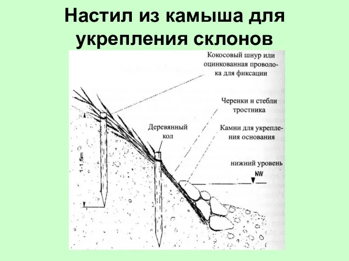 Настил из камыша для укрепления склонов