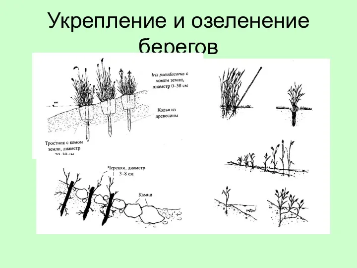 Укрепление и озеленение берегов