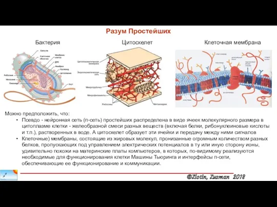 Разум Простейших Бактерия Цитоскелет Клеточная мембрана Можно предположить, что: Псевдо