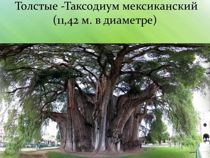 Толстые -Таксодиум мексиканский (11,42 м. в диаметре)