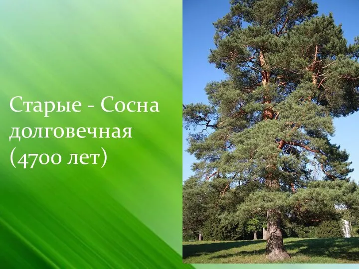 Старые - Сосна долговечная (4700 лет)