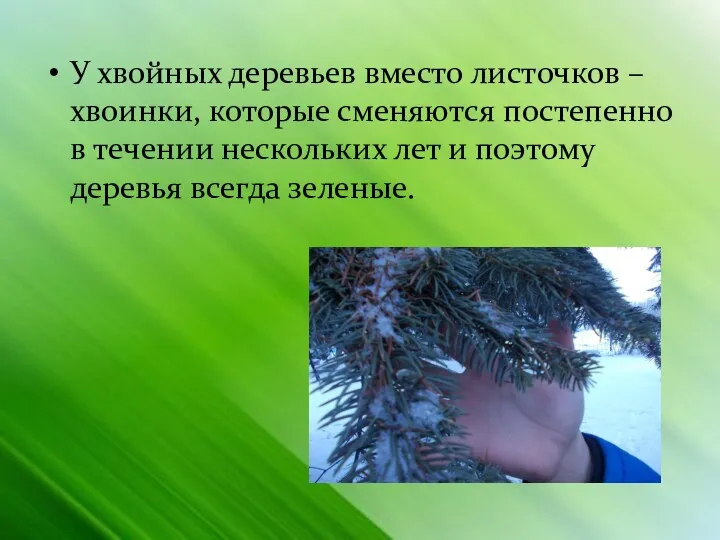 У хвойных деревьев вместо листочков –хвоинки, которые сменяются постепенно в