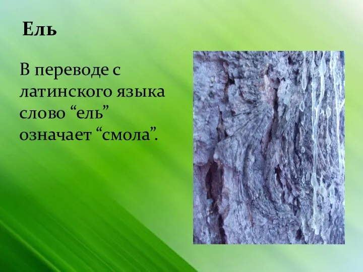 Ель В переводе с латинского языка слово “ель” означает “смола”.