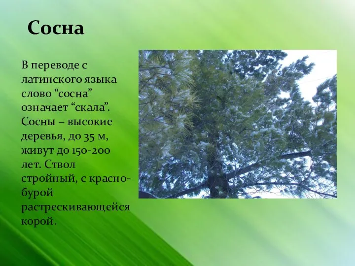 Сосна В переводе с латинского языка слово “сосна” означает “скала”.