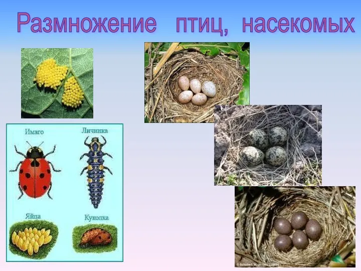 Размножение птиц, насекомых