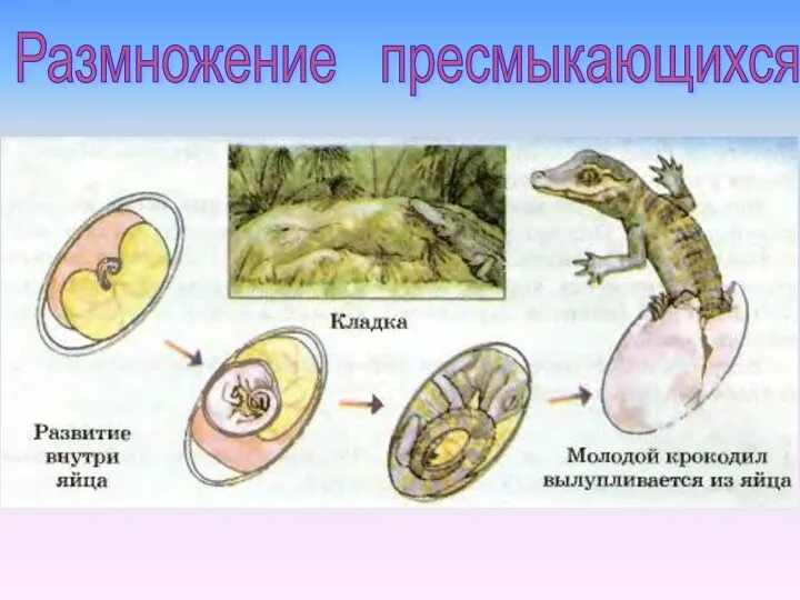 Размножение пресмыкающихся