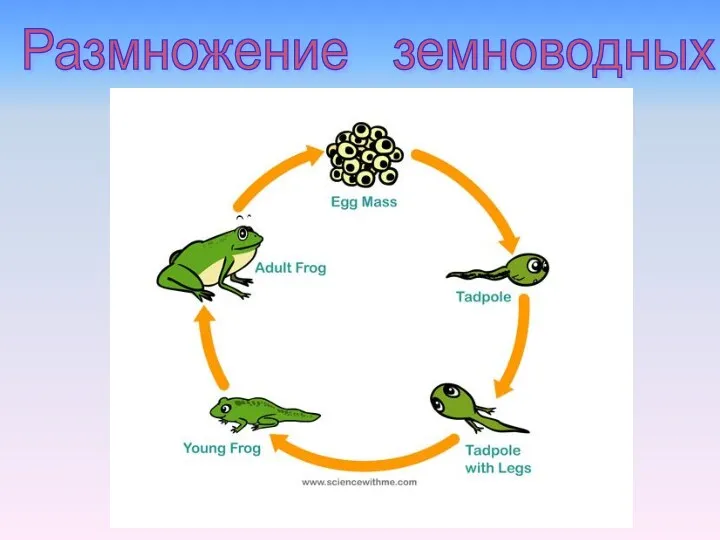 Размножение земноводных