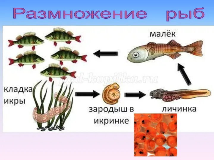 Размножение рыб