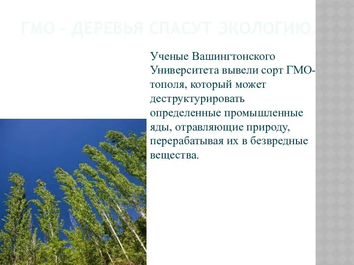 ГМО – ДЕРЕВЬЯ СПАСУТ ЭКОЛОГИЮ. Ученые Вашингтонского Университета вывели сорт