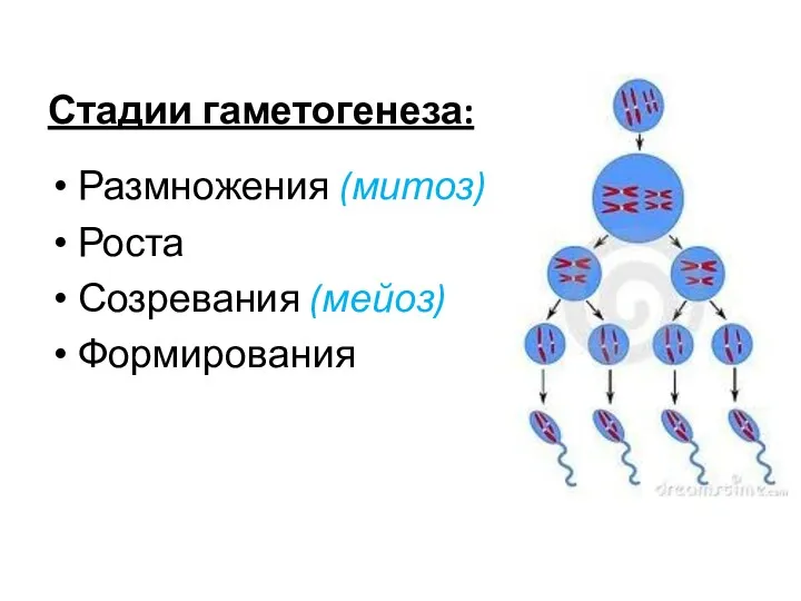 Стадии гаметогенеза: Размножения (митоз) Роста Созревания (мейоз) Формирования