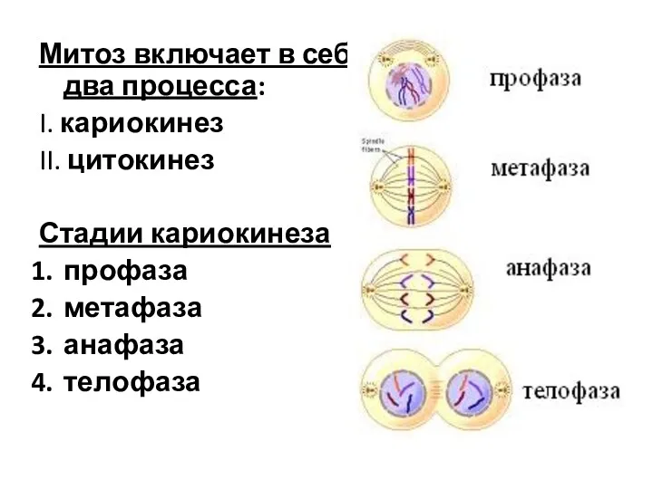Митоз включает в себя два процесса: I. кариокинез II. цитокинез Стадии кариокинеза профаза метафаза анафаза телофаза