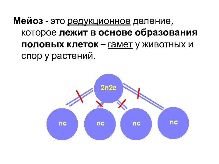 Мейоз - это редукционное деление, которое лежит в основе образования