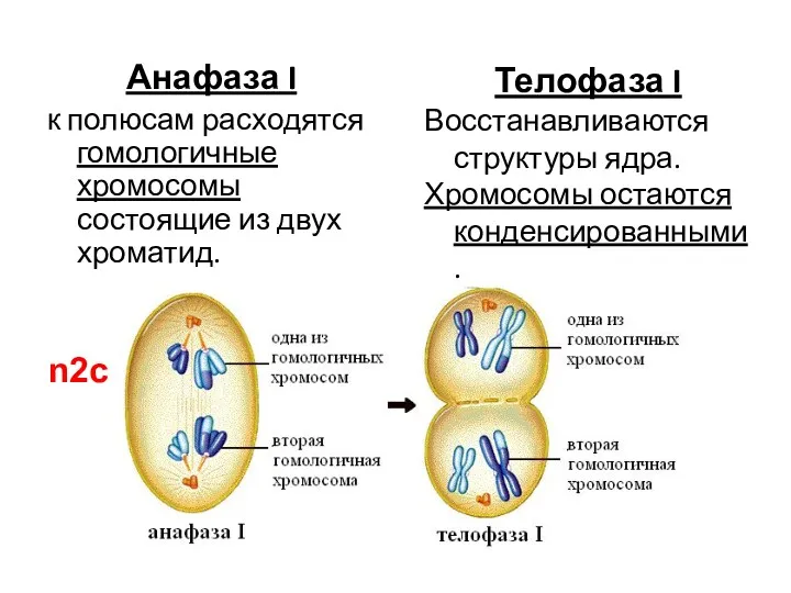 Анафаза I к полюсам расходятся гомологичные хромосомы состоящие из двух
