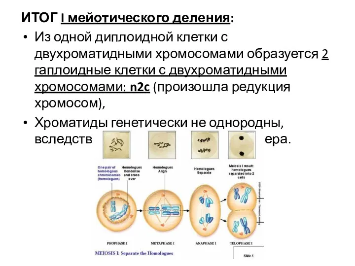 ИТОГ I мейотического деления: Из одной диплоидной клетки с двухроматидными