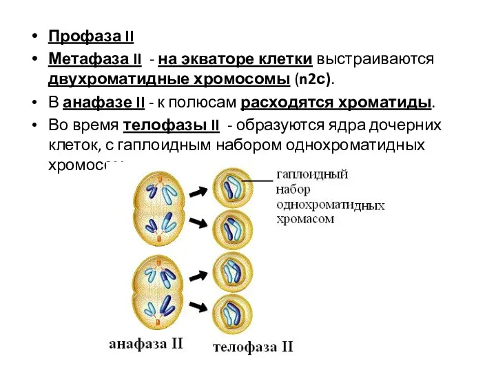 Профаза II Метафаза II - на экваторе клетки выстраиваются двухроматидные