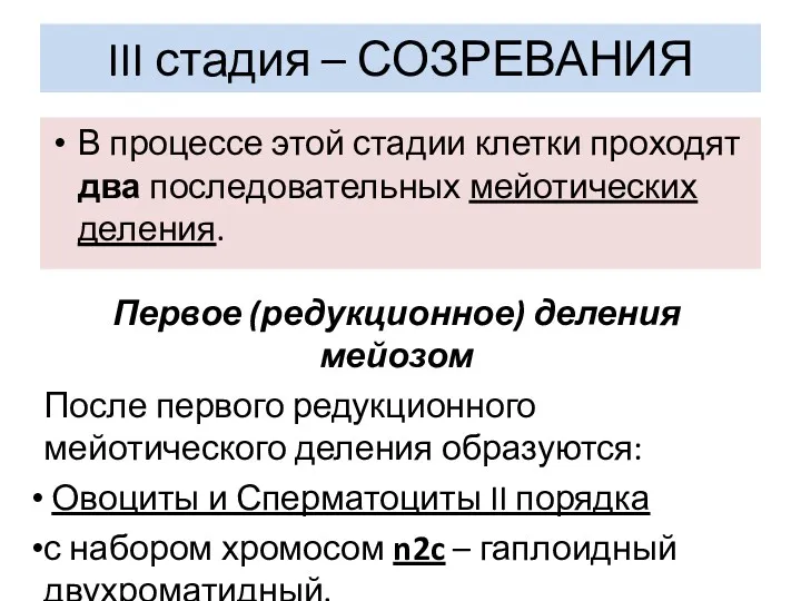 III стадия – СОЗРЕВАНИЯ В процессе этой стадии клетки проходят