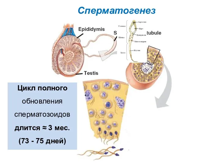 Сперматогенез Цикл полного обновления сперматозоидов длится ≈ 3 мес. (73 - 75 дней)